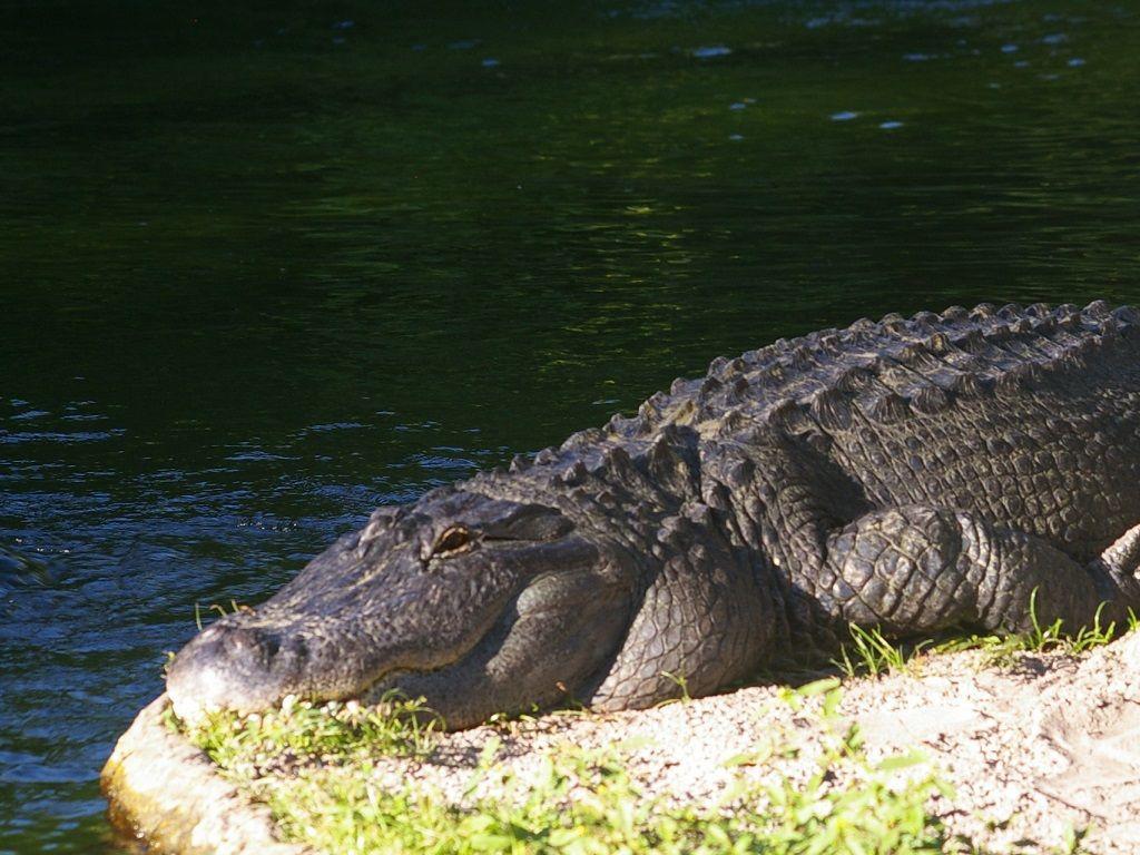 1+1 Large Condo Sarasota Dış mekan fotoğraf