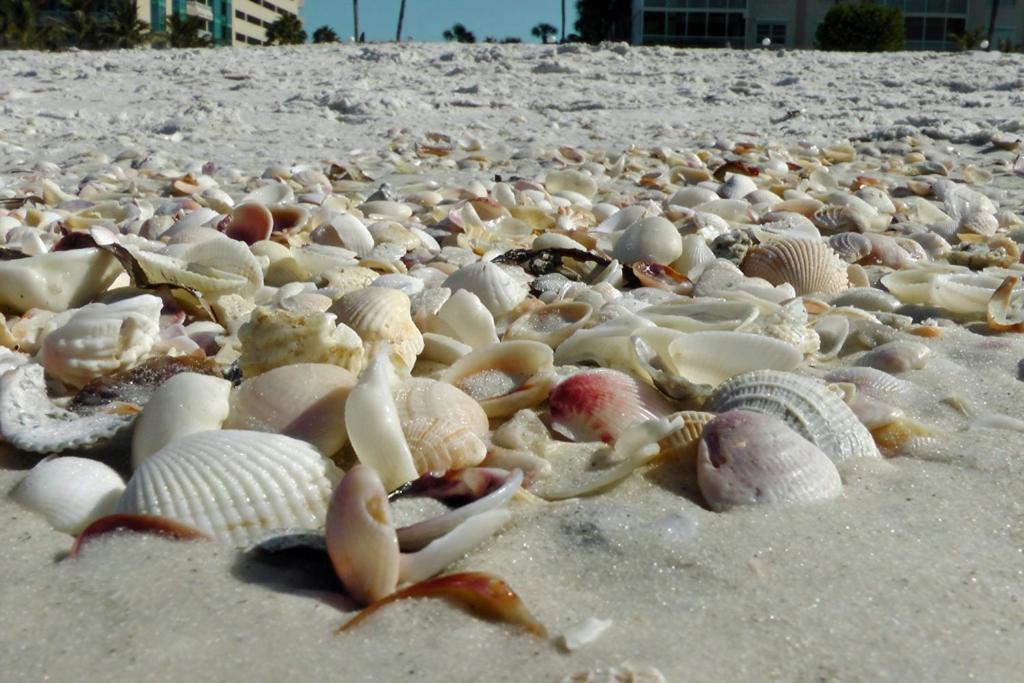 1+1 Large Condo Sarasota Dış mekan fotoğraf